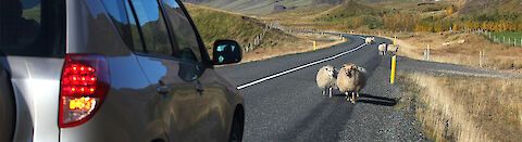 Achtung vor Schafen auf der Straße!