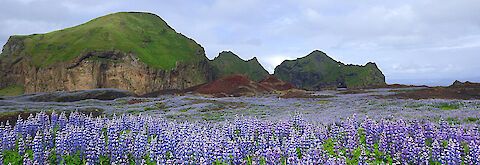 Lupinenblüte in Island