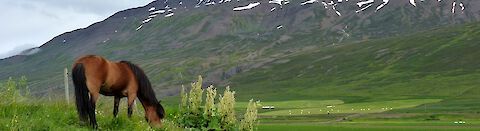 Islandpferd auf der Weide