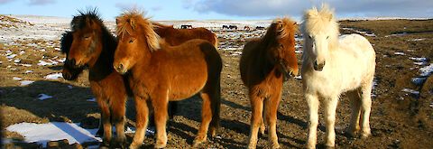 Islandpferde im April auf der Weide
