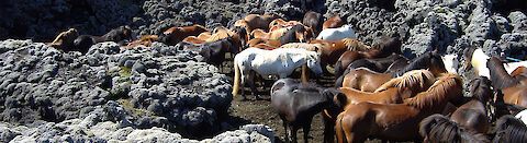 Islandpferde inmitten eines Lavafeldes