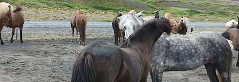 Reiten_in_Island_Alle_wichtigen_Infos