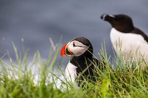 4. Tag: Südliche Westfjorde