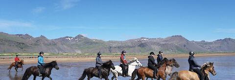 Reittour_Island_Löngufjörur_Strandritt