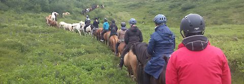 Reiten in Island mit Herde